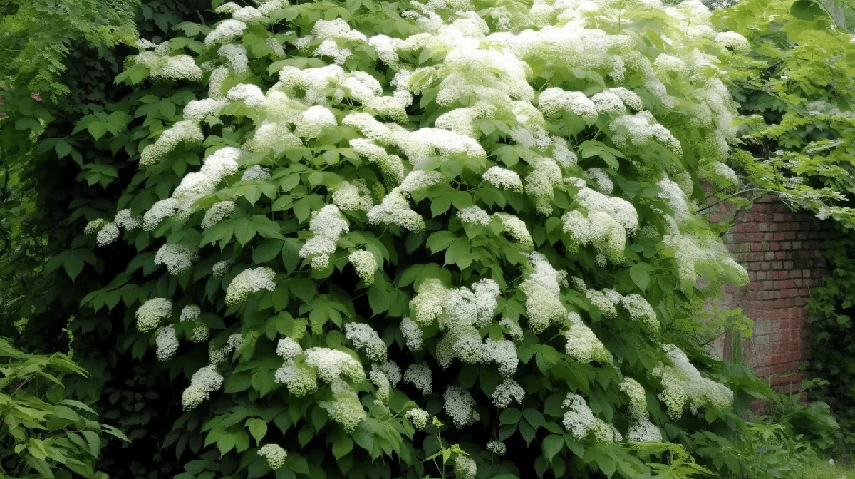 Klätterhortensia